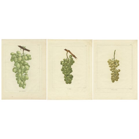 Set of Three Antique Prints of Various Green / White Grape Varieties, 1821