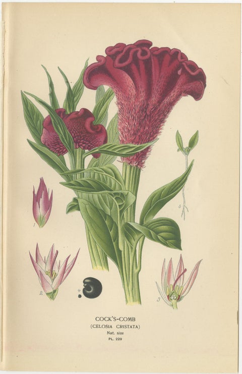1897 Botanical Prints, Love-Lies-Bleeding, Variegated Amaranth, and Cockscomb, view 4
