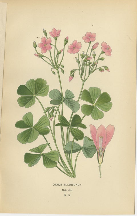 Victorian Geranium Elegance: A Triptych of Horticultural Art, 1896, view 4