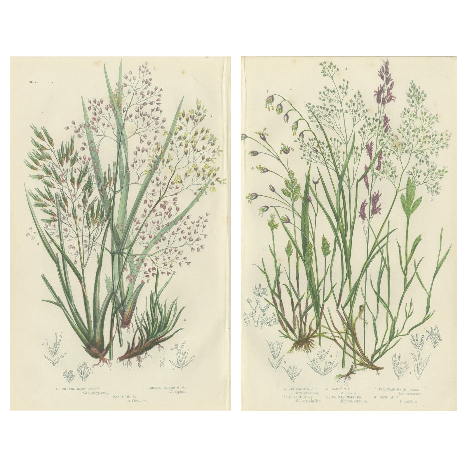Club Moss Varieties, Hand-Colored Engravings, Victorian, 1873 Pair