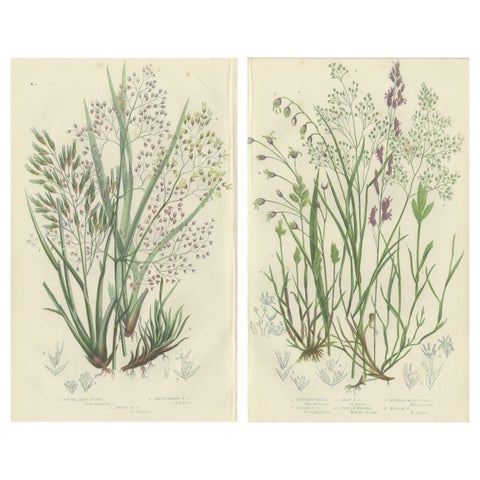 Club Moss Varieties, Hand-Colored Engravings, Victorian, 1873 Pair