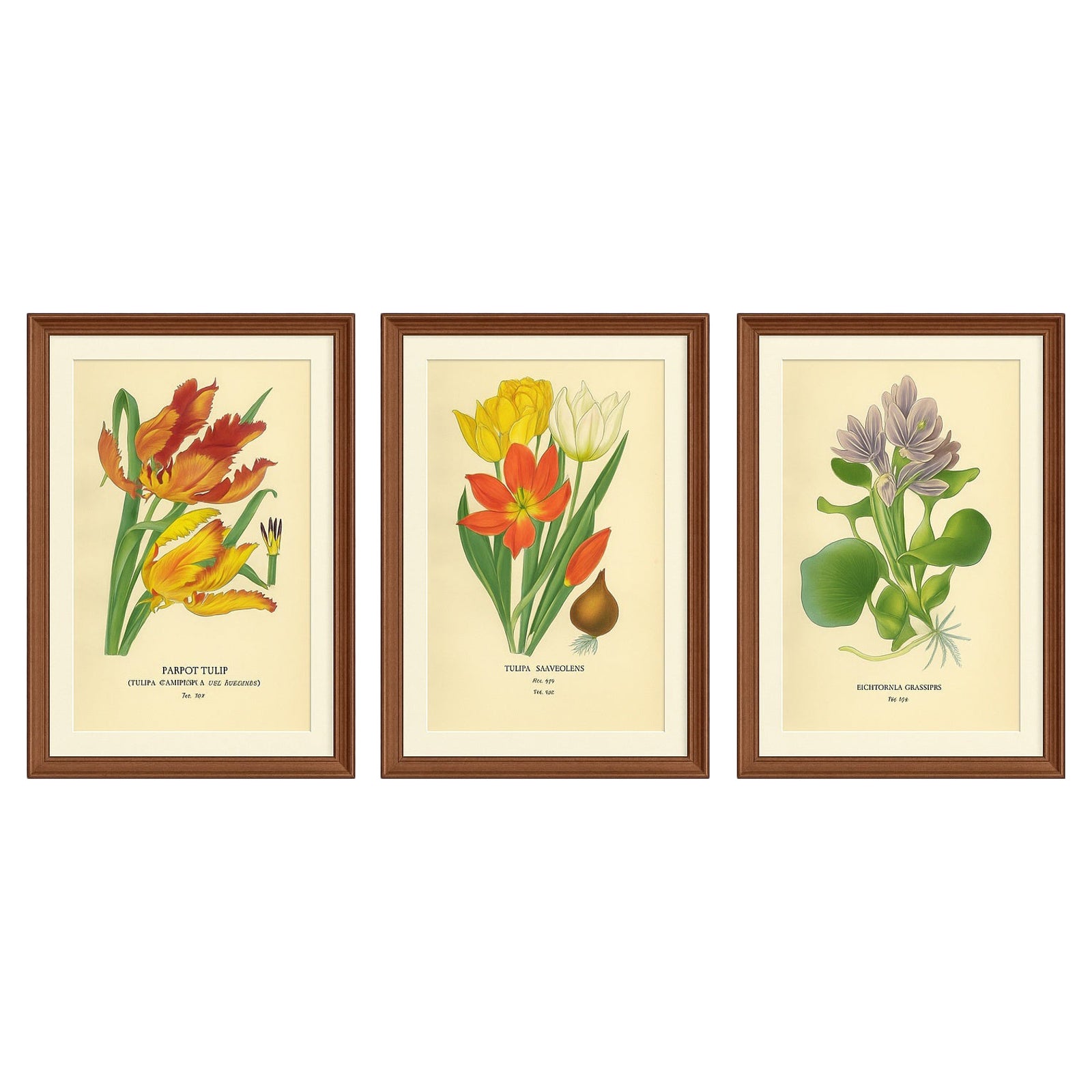 Antique Botanical Prints of Tulips & Water Hyacinth, Set of Three, c.1897