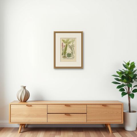 Decorative Botanical Engraving of Sedum & Succulent Plants, 1737, shown framed on a wall, true to size