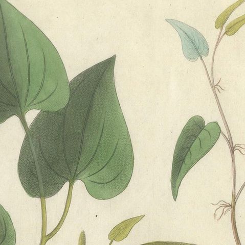 Antique Long & Cubeb Pepper Botanical Print, Piper Species, c.1831, close-up 4