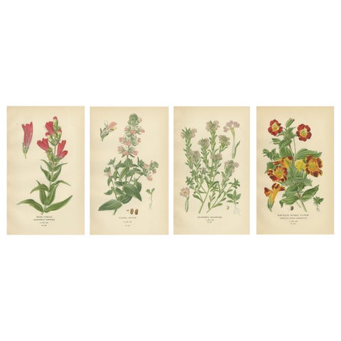 1897 Botanical Prints, Beard-Tongue, Collinsia, Zaluzianskya, and Monkey Flower