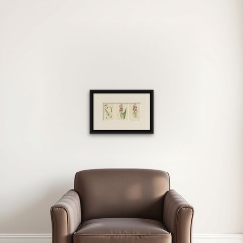 Hand-Colored Botanical Engravings of French-Willow Species, 1902, shown framed on a wall, true to size