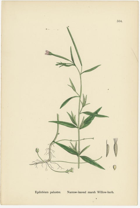Hand-Colored Botanical Engravings of Marsh and Square-Stalked Willow-Herbs, 1902, view 3