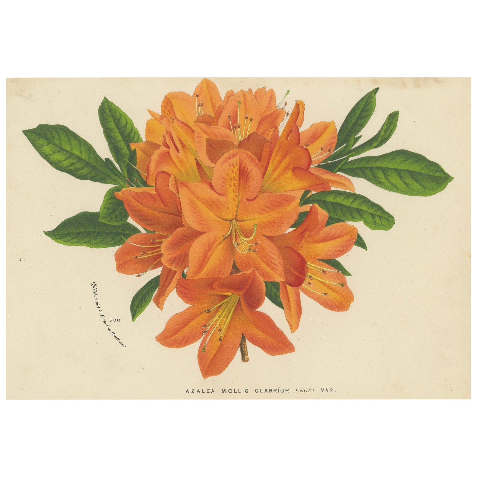 Enchanted Blossoms: Masterpieces of Botanical Art from Van Houtte's Florilegium