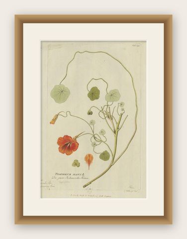 Vibrant Indian Cress Engraving, Icones Plantarum Medicinalium, 1788, shown framed