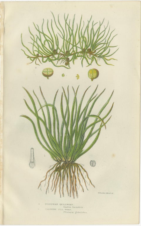 Wood Horsetail, Branched Horsetail & Rough Horsetail, Botanical Triptych, 1873, view 3