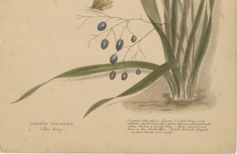 New Zealand Native Berry Plants, Set of Three Hand-Colored Lithographs, 1890, close-up 1
