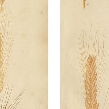 Antique Grain Studies, Wheat Varieties Botanical Lithographs, Calwer 1852, close-up 2