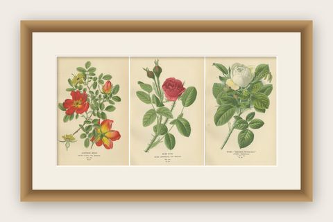 Antique Botanical Rose Prints: Austrian Briar, Moss Rose & Baroness Rothschild, shown framed