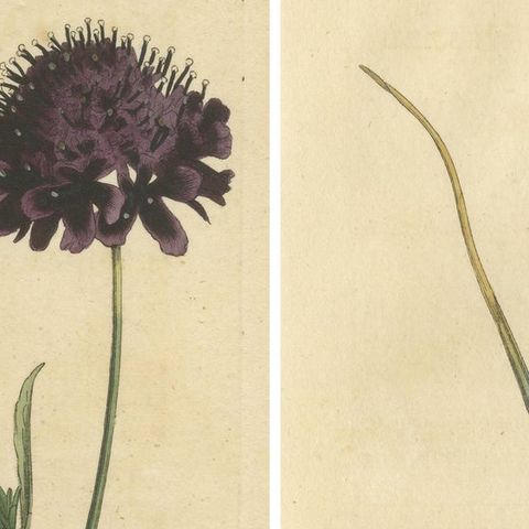 Set of 2 Antique Botany Prints, Sweet Scabious, Purple-Headed Garlic, close-up 1