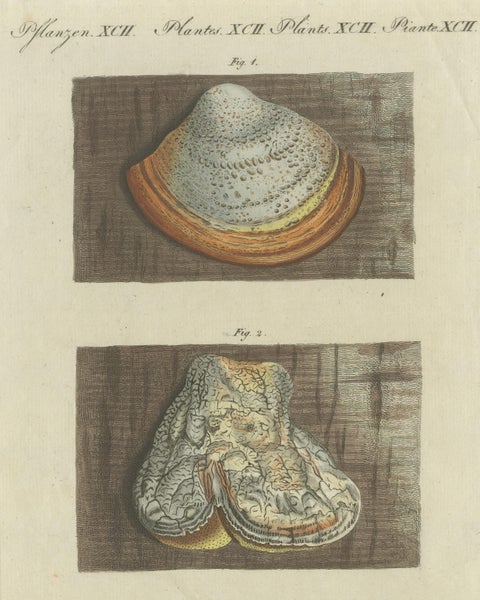 Antique Engraving of Phellinus Igniarius & Laricifomes Officinalis Fungi, 1795, view 3