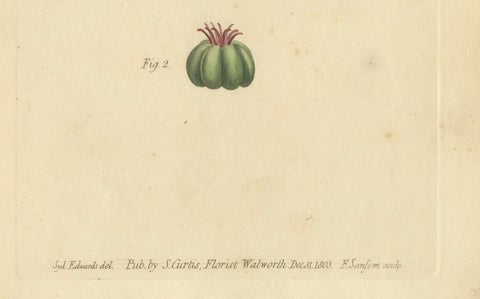 Antique Botanical Engraving of Pokeweed (Phytolacca), 1803 Floral Print, close-up 1