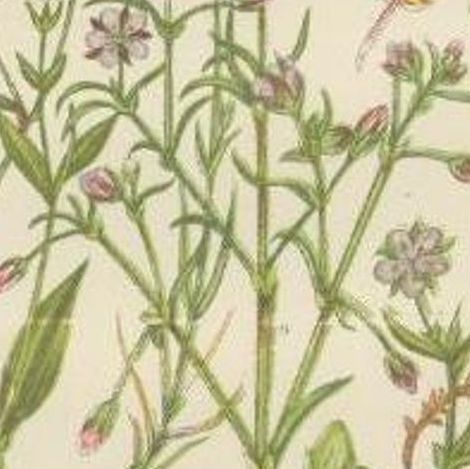 Antique Botany Print of Sea Purslane, c.1860, close-up 2