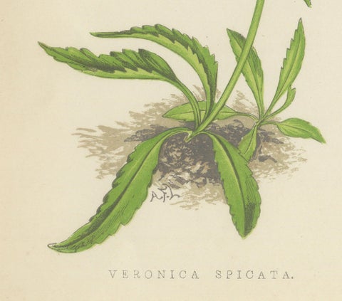 Spiked Speedwell and Alpine Catchfly hand-coloured botanical print 1874, close-up 3