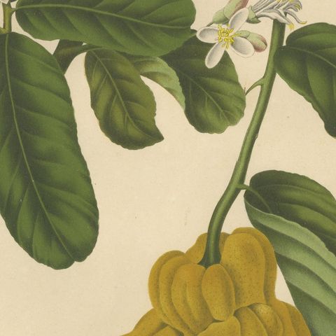 Original Antique Botanical Chromolithograph of Buddha's Hand Citron, c. 1880, close-up 5