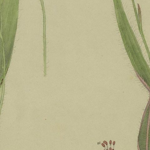 Antique Botany Print of the Butterfly Orchid & Crab-Lipped Spider Orchid, 1884, close-up 2