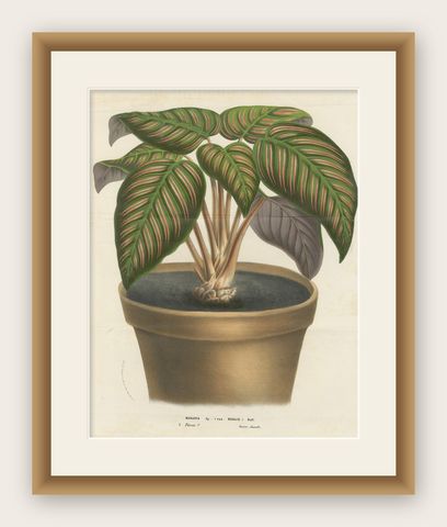 Regal Prayer Plant: Hand-Colored Lithograph by Louis van Houtte, 1855, shown framed