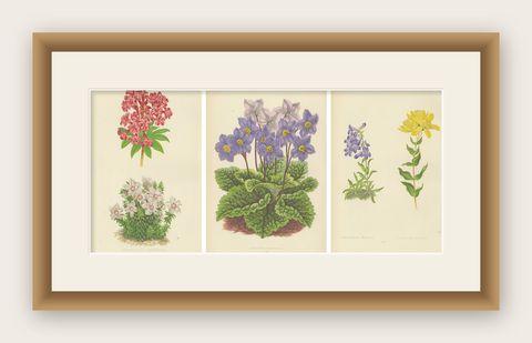 Antique Botanical Wall Art Set of 3, Alpine Rose, Primrose & Wildflowers, 1874, shown framed