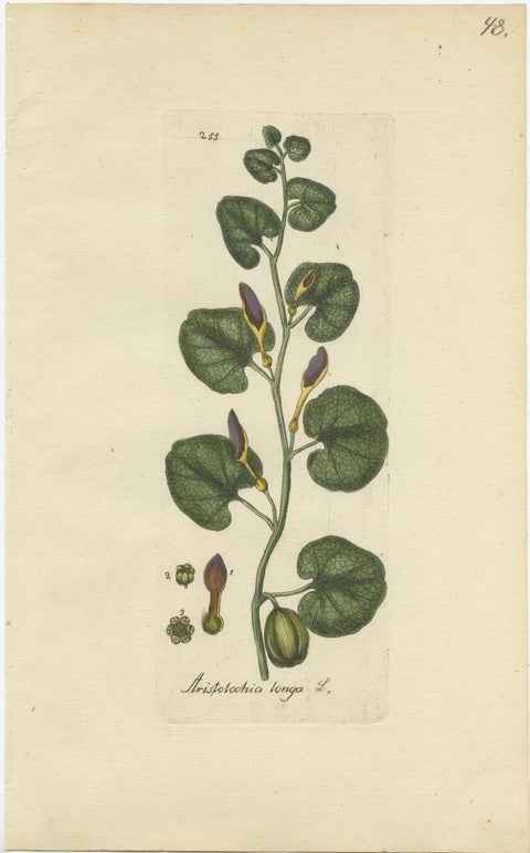 Set of 5 Antique Botany Prints, Aristolochia Species, view 5