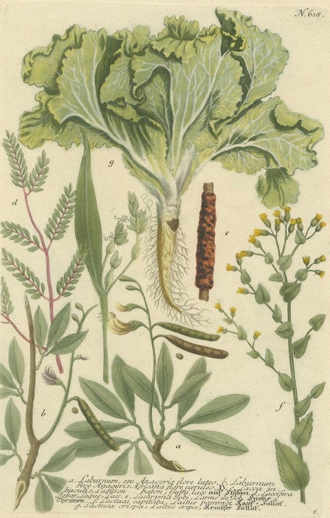Botanical Splendor: Laburnum and Florae in 18th Century Etching, 1748, close-up 1