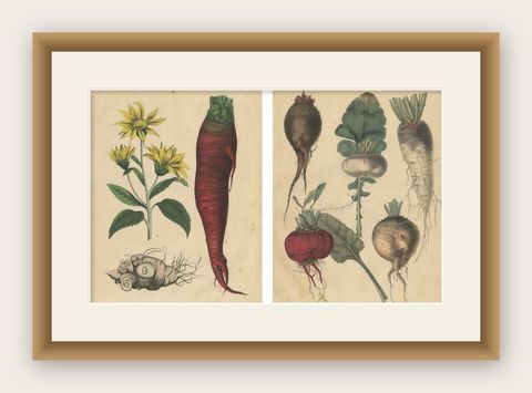 Antique Root Vegetable Lithographs, Beets, Carrots, Turnips, Calwer 1852, shown framed