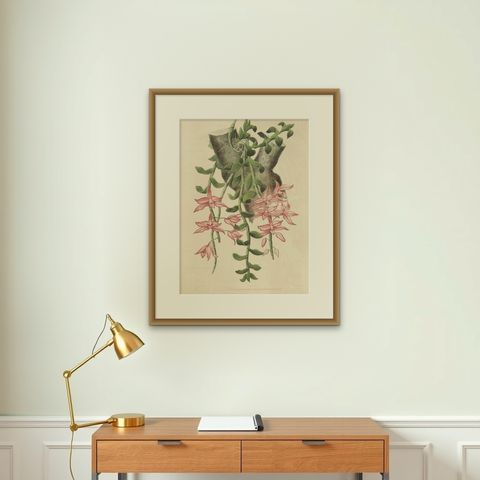 Orchid Elegance: Huge Exquisite Chromolithograph of the Dutch Colonial Era, 1854, shown framed on a wall, true to size