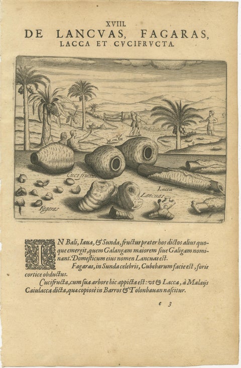 De Bry Botanical Engravings, Cinnamon, Aloe & Aromatic Plants, c.1598, view 3