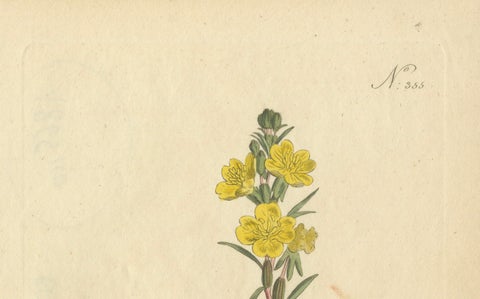Botanical Engraving of Yellow Loosestrife (Lysimachia), Rare 1796 Floral Print, close-up 2