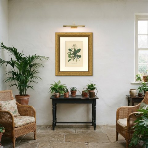 Raphiolepis Japonica, Flowers and Blue Berries Chromolithograph, 1859, shown framed in a room, true to size