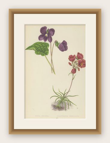 Alpine Violet and Red Calandrinia hand coloured botanical print 1874, shown framed