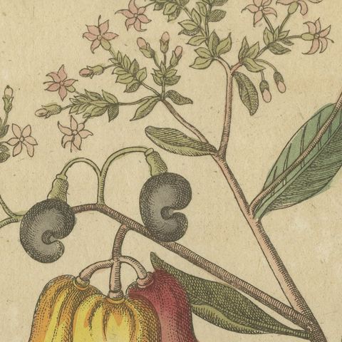 Cashew Apple and Nut with Acacia, Antique Bertuch Print, circa 1805, close-up 3