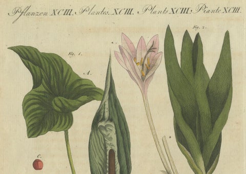 Elegant 1805 Hand-Colored Botanical Engraving of Bulbous Plants from Bertuch, close-up 1