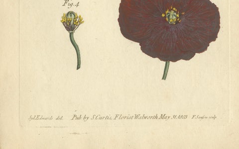 Antique Botanical Engraving of Apple Blossom and Mallow, 1803 Floral Print, close-up 2