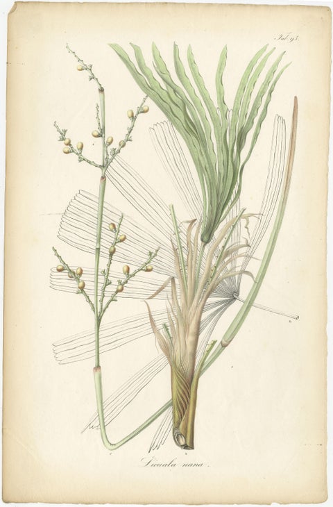 Antique Botany Print of Licuala Nana, a Fan Palm, view 2