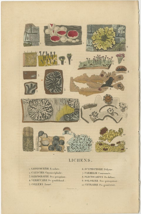 Lichen Varieties: A Collection of Symbiotic Elegance Engraved and Colored, 1845, view 2