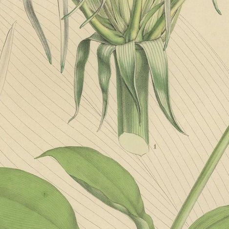 Antique Botany Print of Hymenocallis Tubiflora by De Vriese '1847', close-up 2