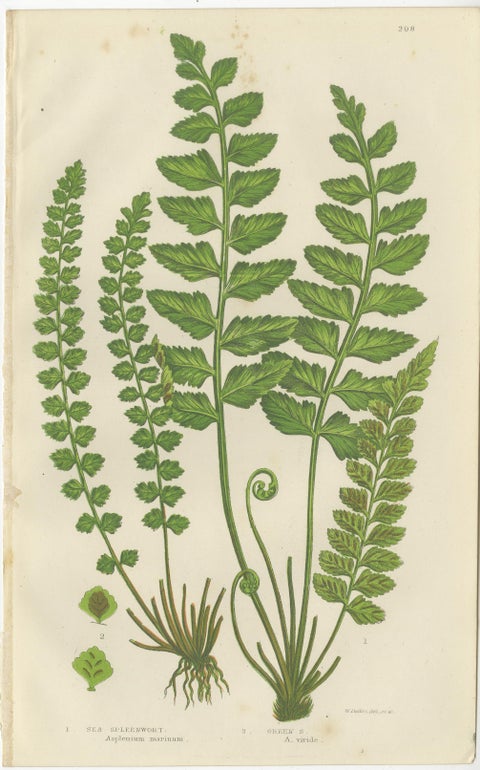 Common Club Moss, Alpine Club Moss and Fir Club Moss, Botanical Triptych, 1873, view 3