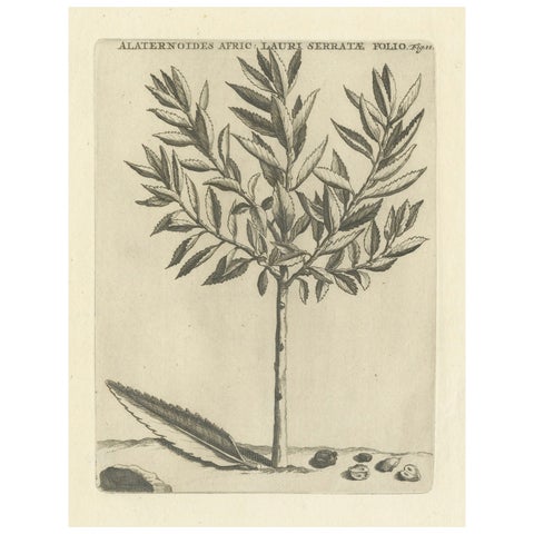 Botanical Engraving of Alaternoides Afric Lauri Serratae from Commelin, 1706