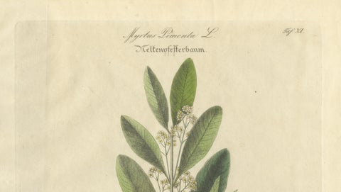 Antique Allspice Botanical Print, Myrtus Pimenta, Hand Colored, c.1831, close-up 2
