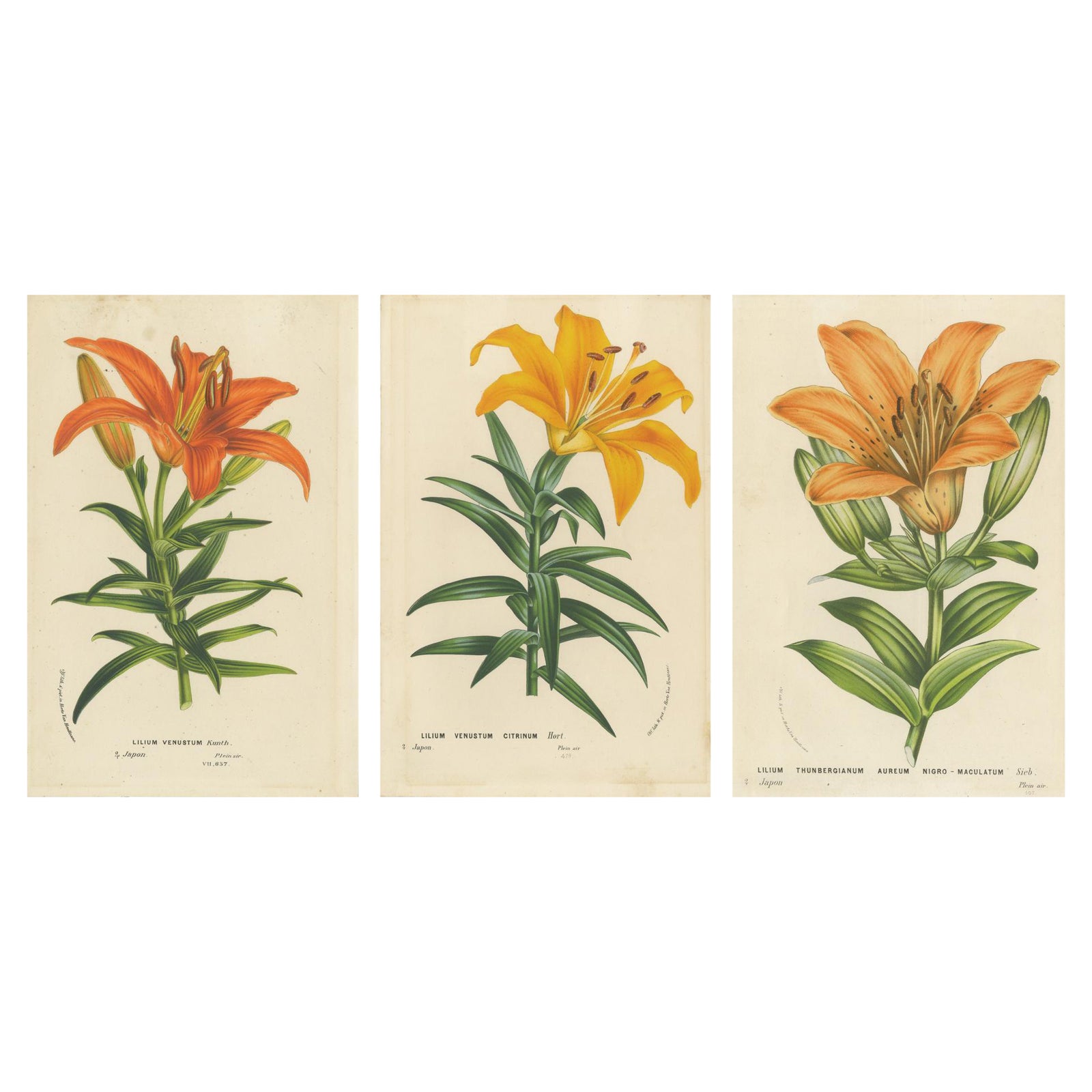 Exquisite Hand-Colored Lily Prints: Botanical Study of Lilium Species from Japan
