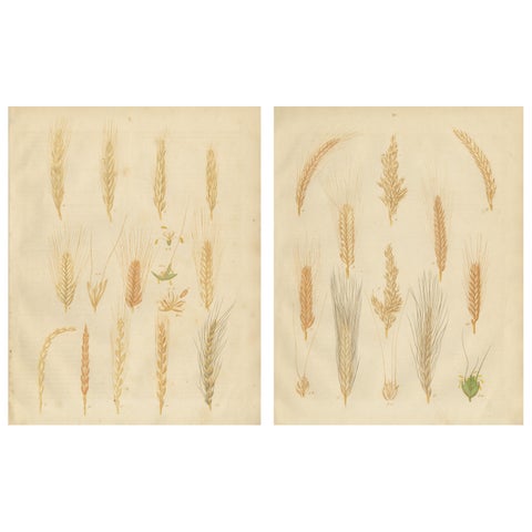 Antique Grain Studies, Wheat Varieties Botanical Lithographs, Calwer 1852