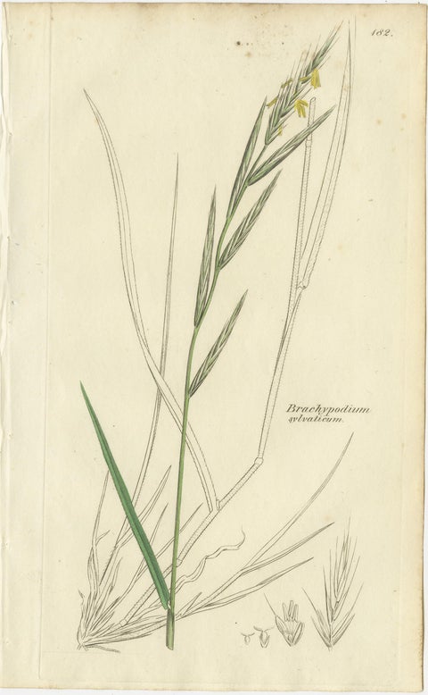 Set of 8 Antique Botanical Engravings of Wheat, Barley and Ryegrasses, c.1830, view 7