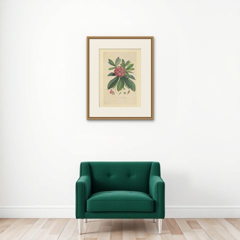 Large Original Antique Flower Lithograph of the Rhododendron Barbatum, 1849, shown framed on a wall, true to size