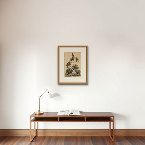 Botanical Illustration of the Castor Oil Plant (Ricinus communis), 1696, shown framed on a wall, true to size