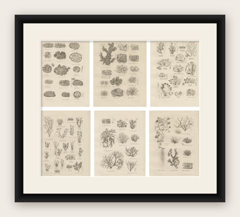 Antique Lichen Prints Set of 6, German Botanical Lithographs 1874, shown framed