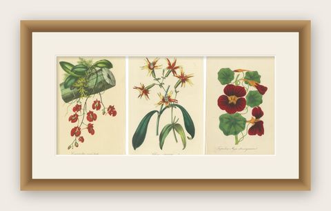 Vibrant Botanical Chromolithographs: A Showcase of Exotic Blooms, 1875, shown framed